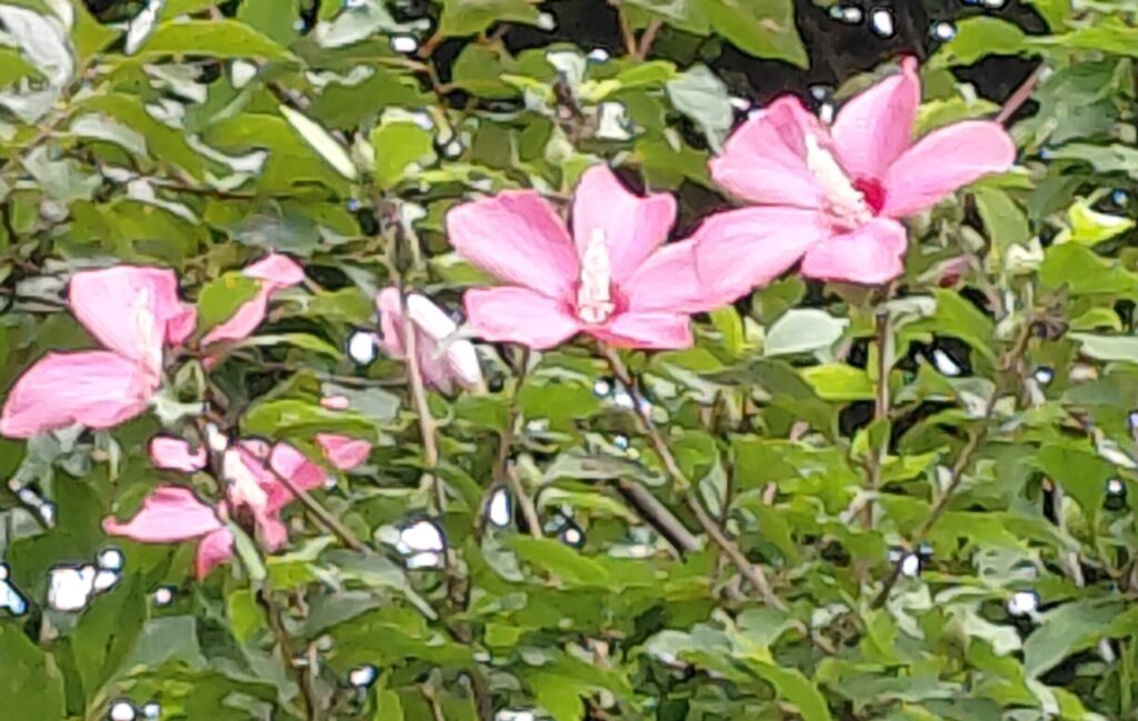 夏の庭に咲くピンク色のムクゲの花
