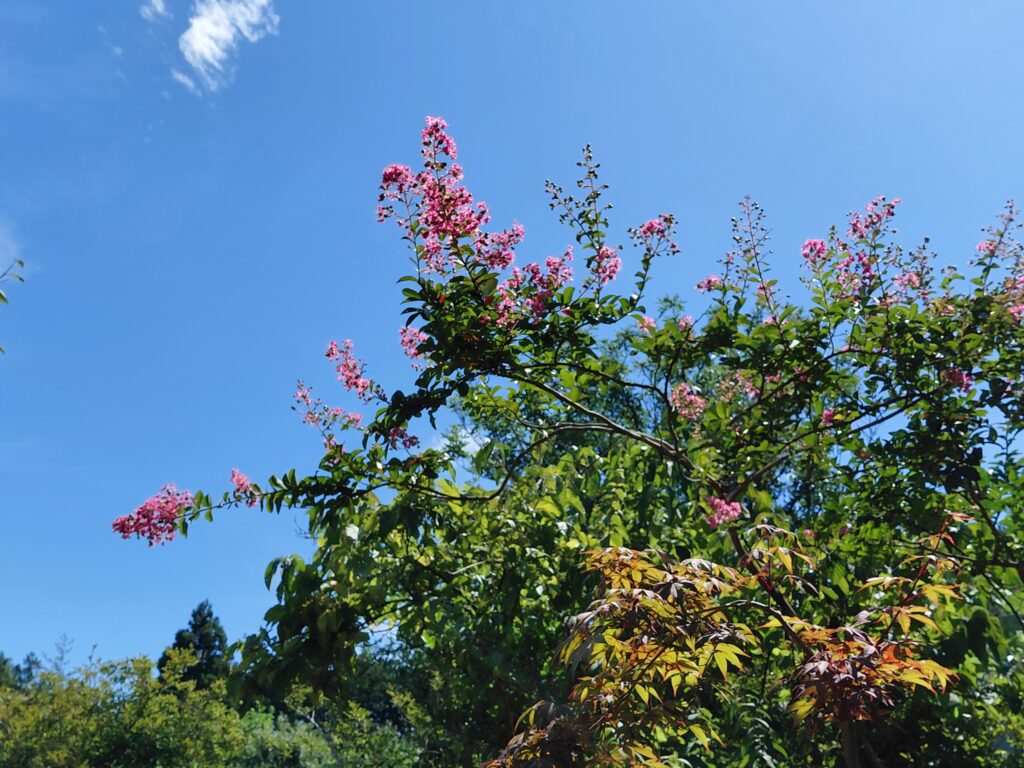 夏空に咲くピンク色のサルスベリの花