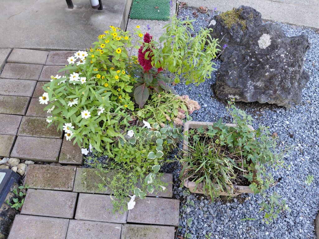 寄せ植えプランターを並べた様子と一部植え替え作業中の状態