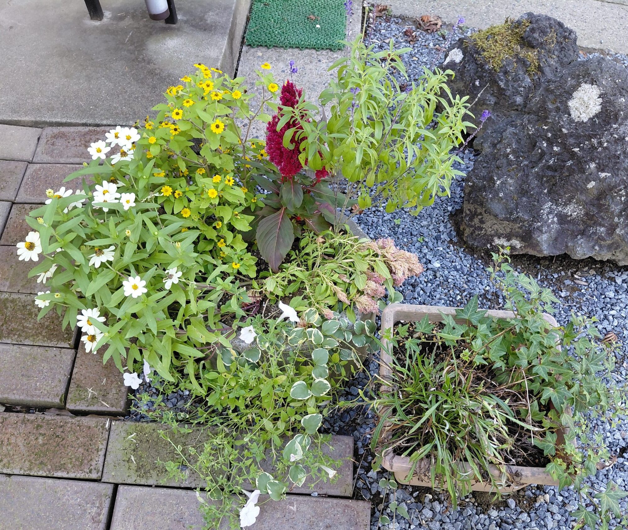寄せ植えプランターを並べた様子と一部植え替え作業中の状態