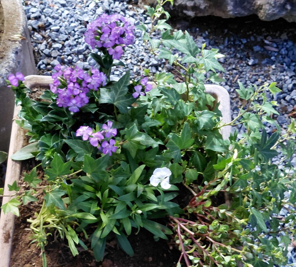 植え替え後の寄せ植え1号。紫の小花とアイビーが入ったプランター