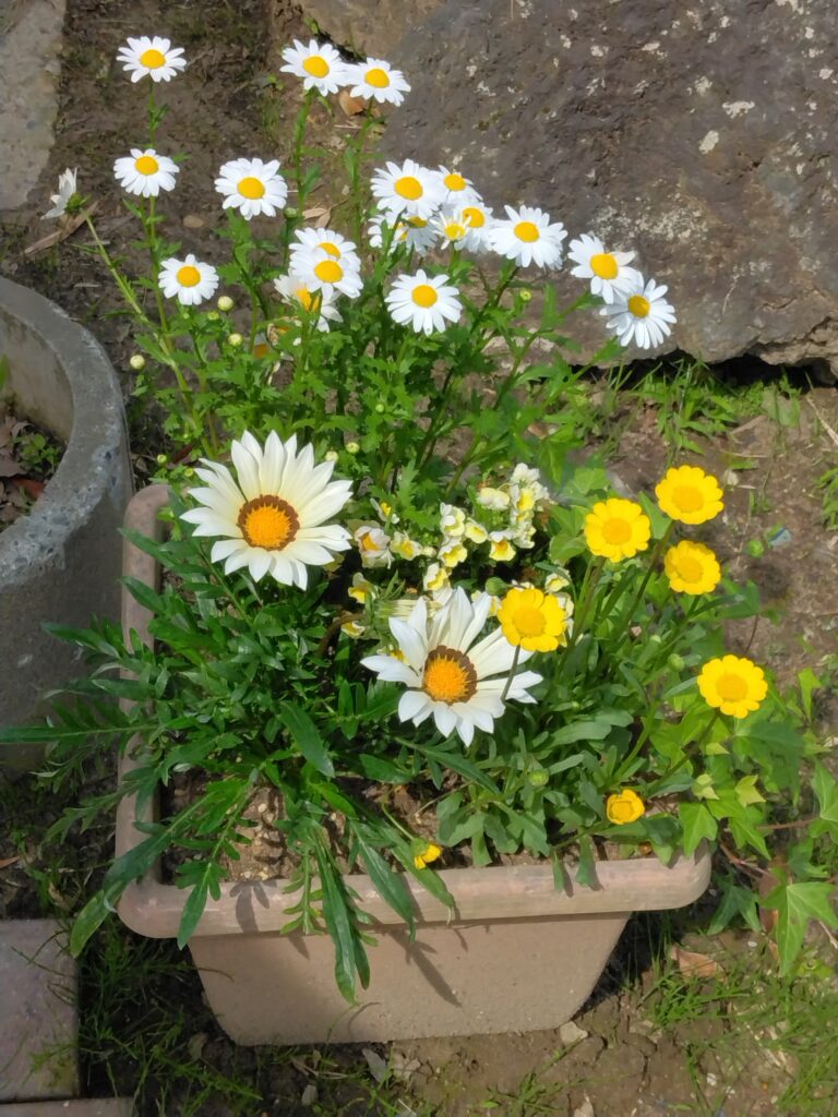 白と黄色の花を組み合わせた寄せ植えプランターのクローズアップ