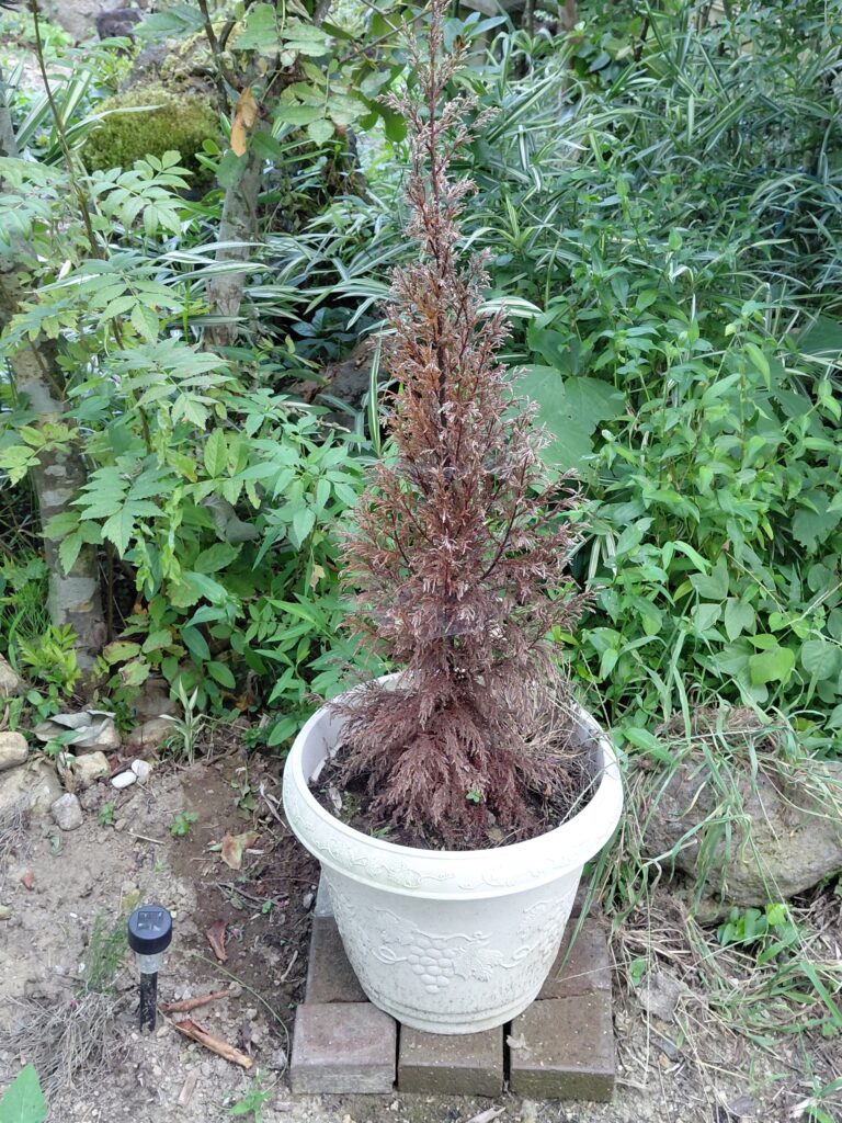 枯れて茶色くなったゴールドクレストの鉢植え