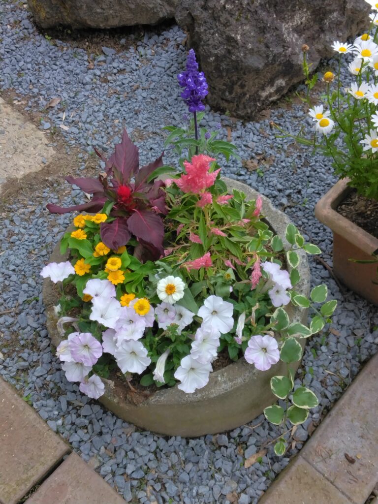 丸型プランターの寄せ植え2号。白いペチュニア、黄色の小花、赤・桃のケイトウ、紫サルビア、斑入りアイビー
