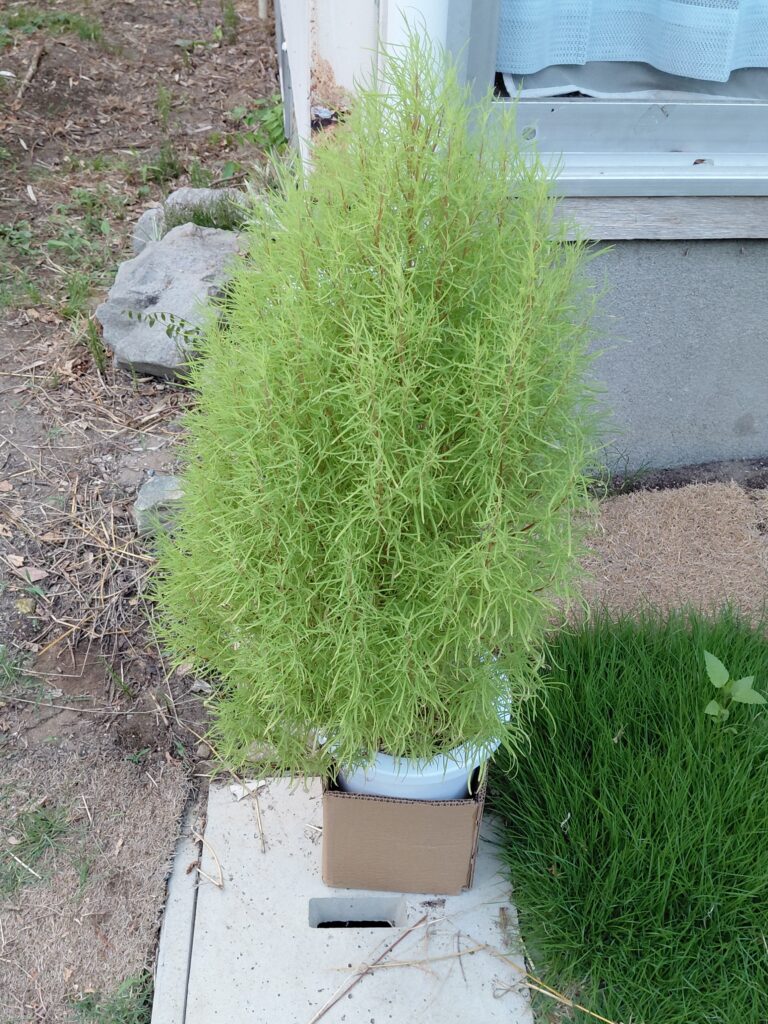 明るい緑色のコキア（ホウキグサ）の鉢植え