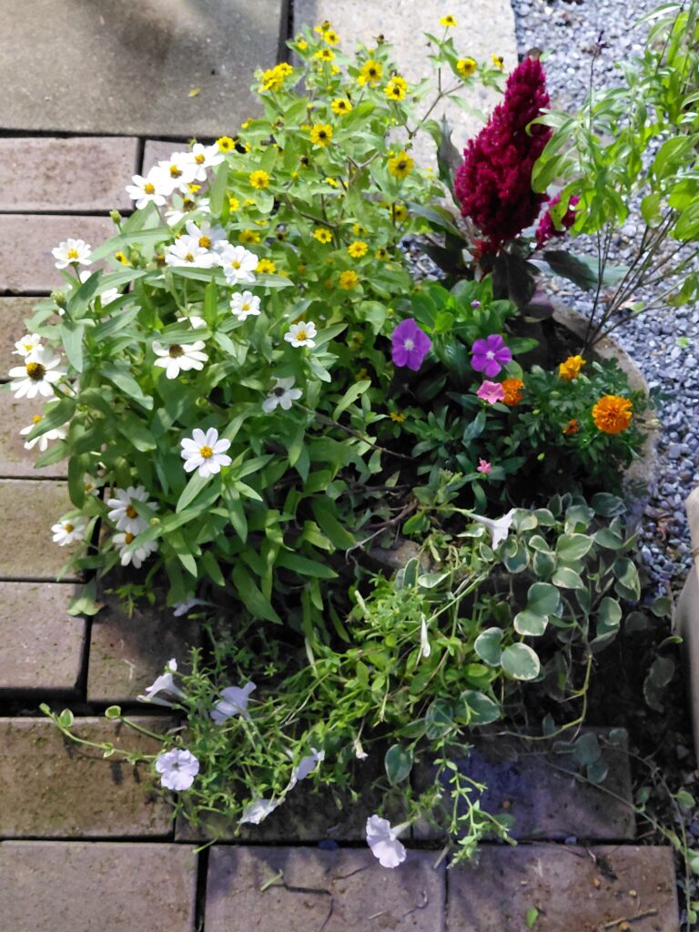 植え替え後の寄せ植え2号。白いジニアと黄色の小花がボリュームアップし、ビンカやマリーゴールドを加えたプランター