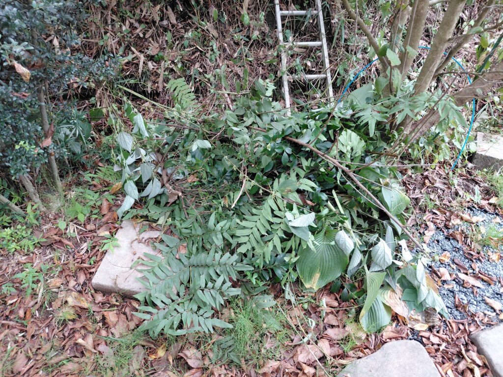 伐採後に積み上げられた枝や葉と裏庭の様子