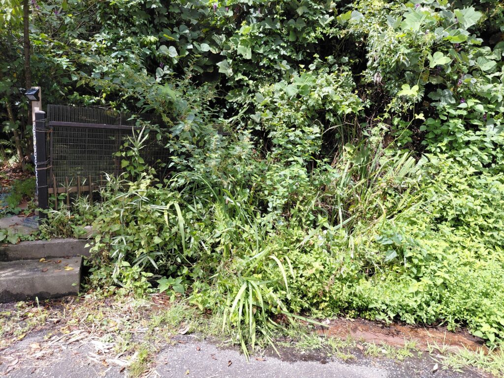 東側入り口前に生い茂った草木