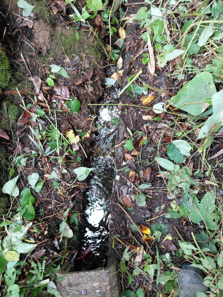 草取り後きれいになった側溝