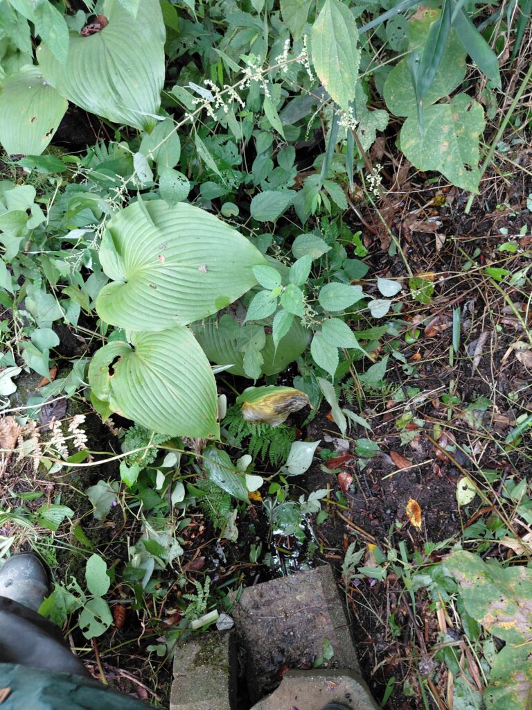 草木で覆われて水の流れが見えない側溝