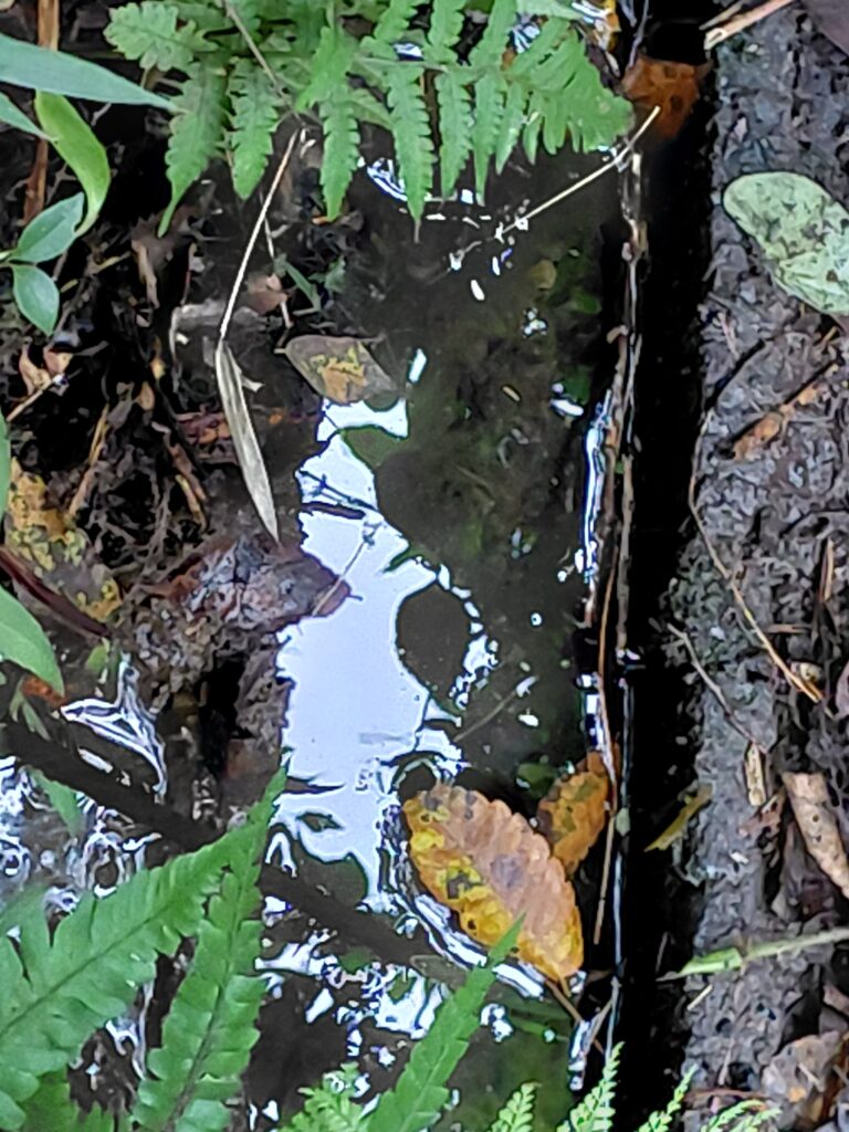 側溝の水面に落ち葉が浮かぶ様子。中流の下流寄り。