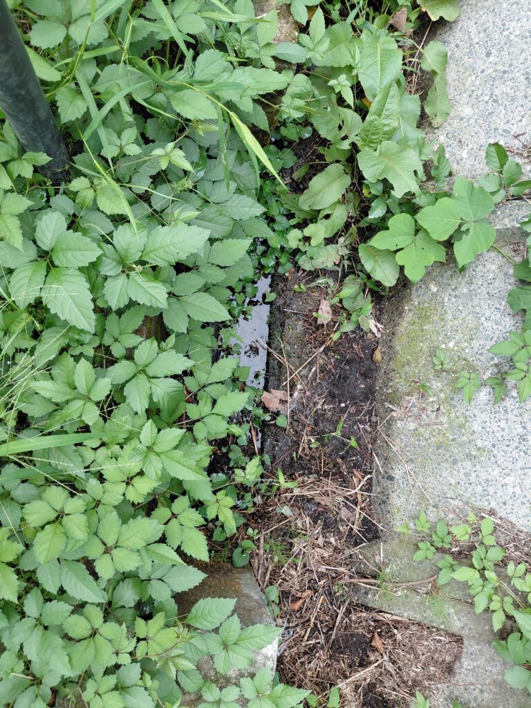 草に覆われて見えにくい側溝の中流付近