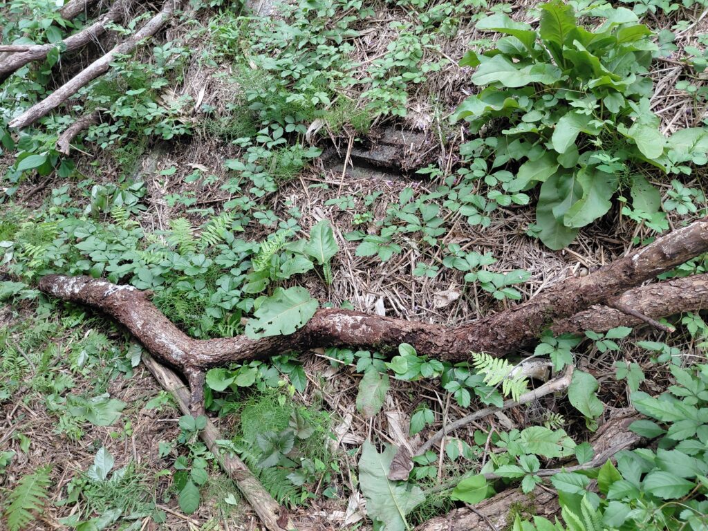 斜面に横たわる大きな倒木