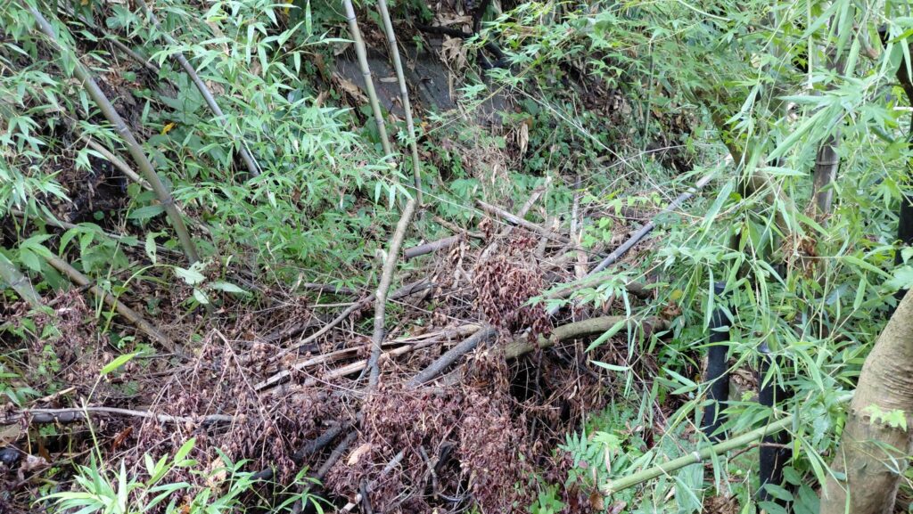 裏庭のコンクリート斜面と伐採した竹や木