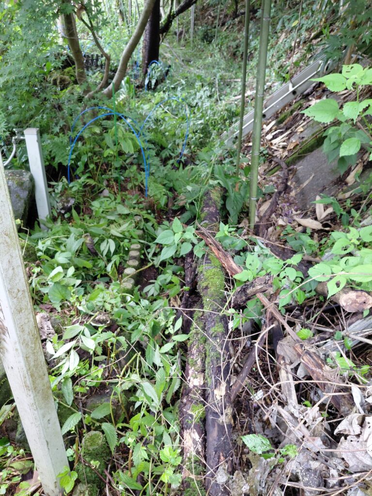 草木に覆われ、土が流れ込んで見えなくなった裏庭の細い水路