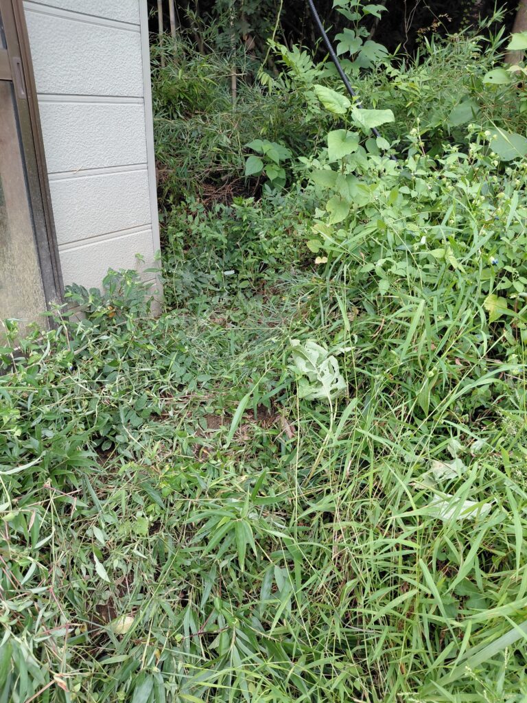 草が生い茂る裏車庫まわり