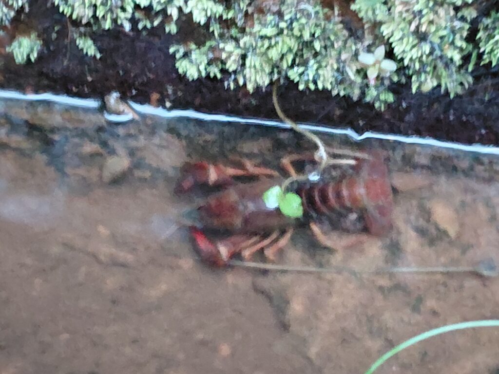 防火水槽のとなりの石段の下の側溝にいるザリガニ。少しピンボケの写真。