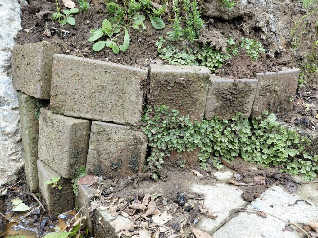 南側入り口ステップ脇の土留めとしてレンガをパズルのように組み立てた様子。まだ固定していない状態で、レンガの隙間から緑の植物が生えている。