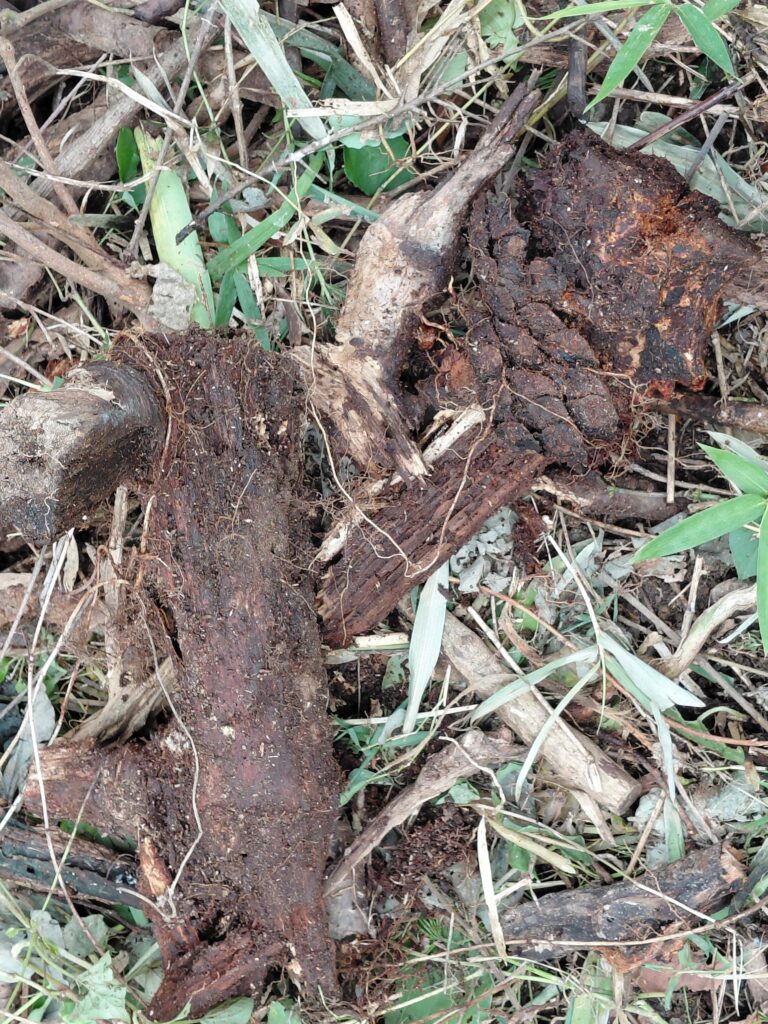 太めの伐採幹を積んだ様子