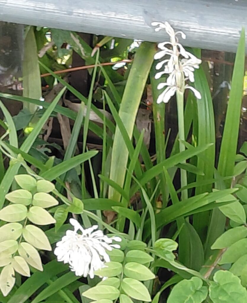 白花のヤブランの花穂が数本、細長い葉の間から立ち上がる
