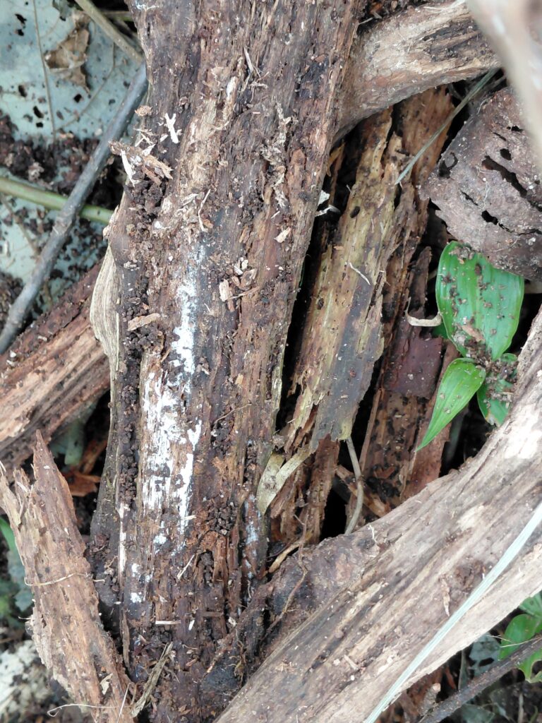 伐採木に広がる白い糸状菌