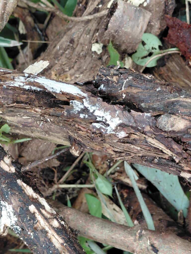 木の割れ目に見える糸状菌