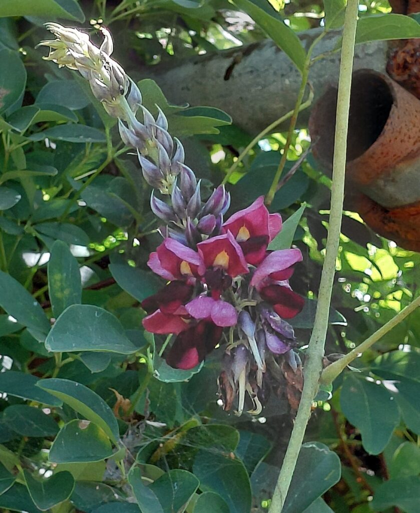 クズの紫〜えんじ色の花房。葉の間からのびた穂が鉄パイプ脇で咲いている