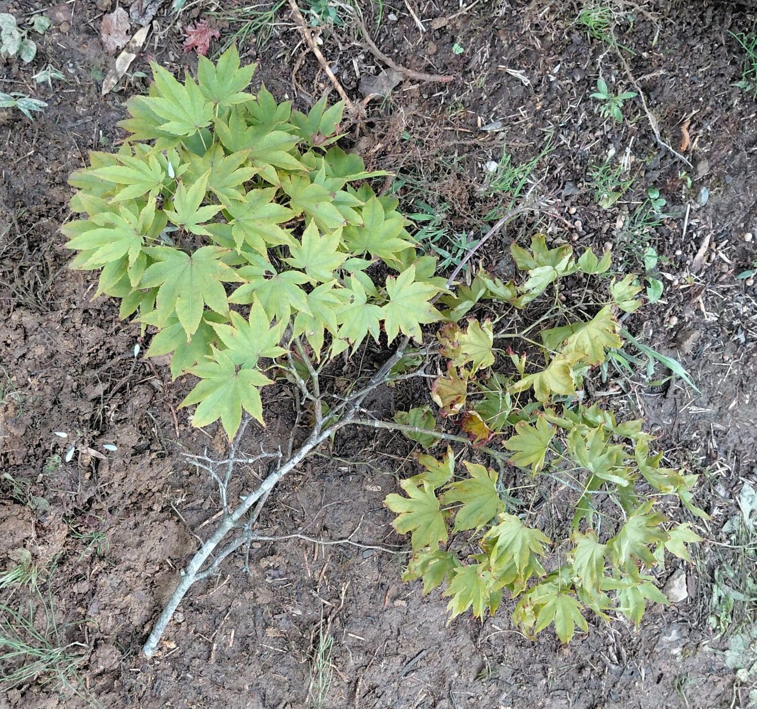 庭に落ちていたモミジの枝