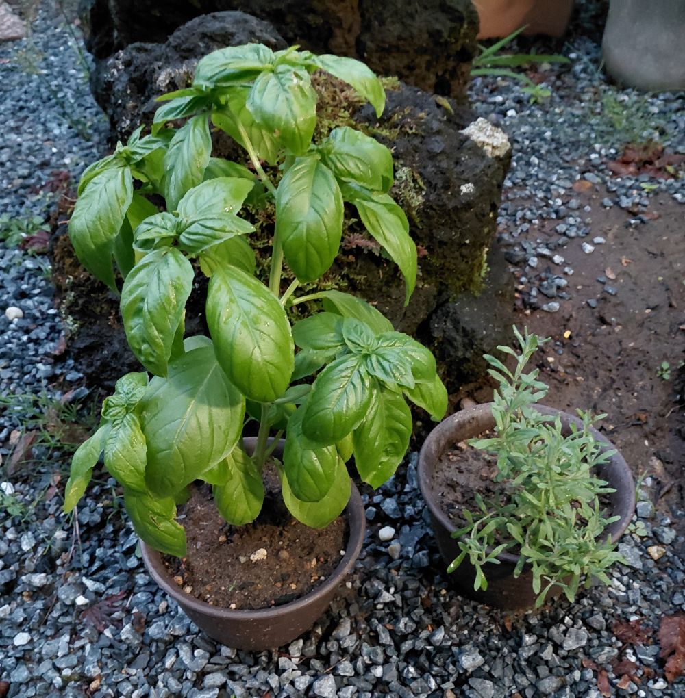 鉢植えのバジルとローズマリー。娘の料理に使うハーブとして育てている様子