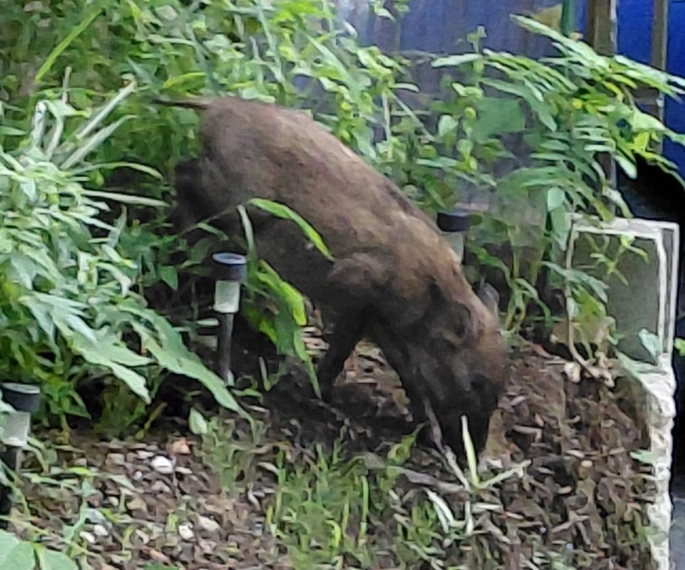 庭に入り込んだ子イノシシが草の間で土を掘っている様子