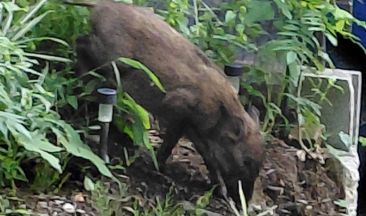 庭に入り込んだ子イノシシが花壇の土を掘り返している様子