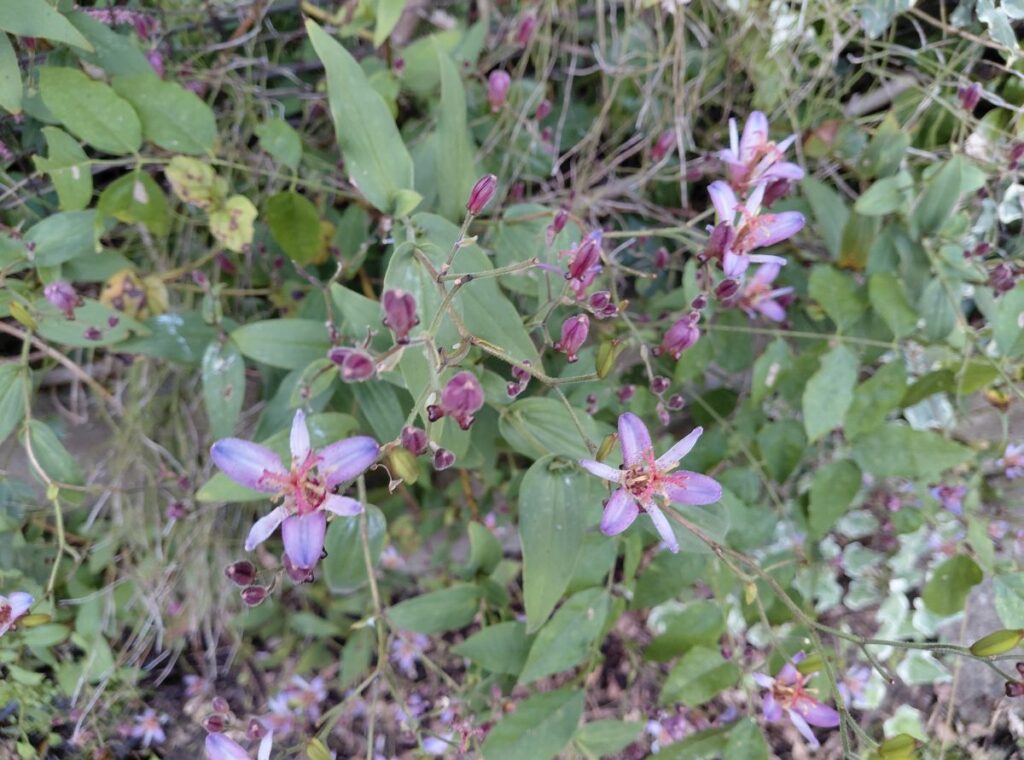 薄紫の花を咲かせるホトトギス。秋の庭に咲くユリ科の花。