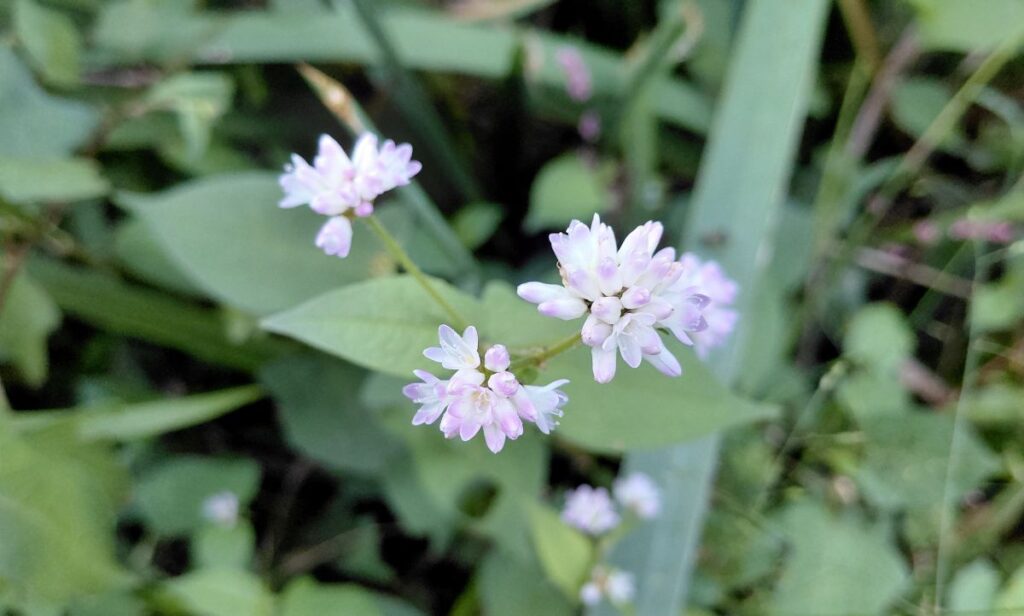 淡いピンクの小花を咲かせるミゾソバ。秋の野辺の草花。