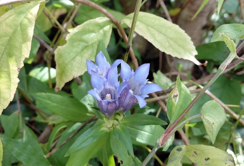 青紫色の花を咲かせるリンドウ。秋の終わりを彩る草花。