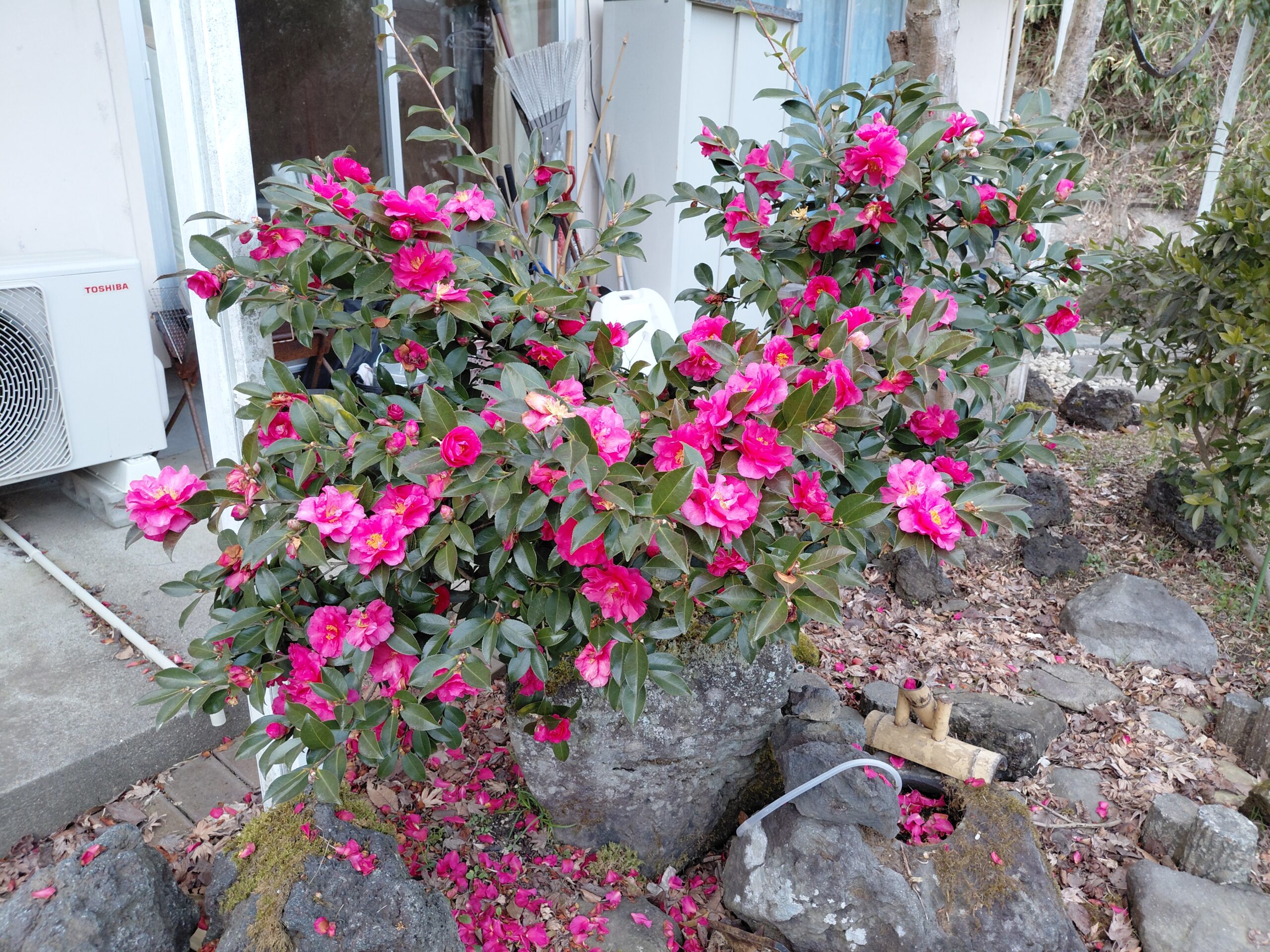 3月の「巻の家」に咲く椿の花