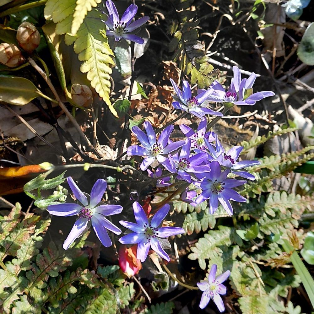 小さな花が、裏庭にやさしい彩りを添えてくれます。春の裏庭に咲いた紫の雪割草。