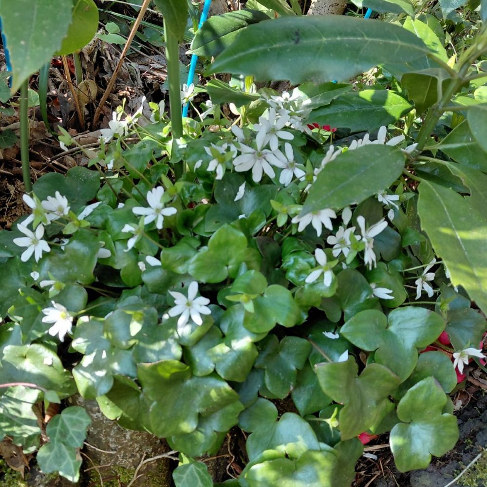 春の裏庭に咲いた白い雪割草。緑の葉の中で、可憐な白い花が静かに咲いていました。